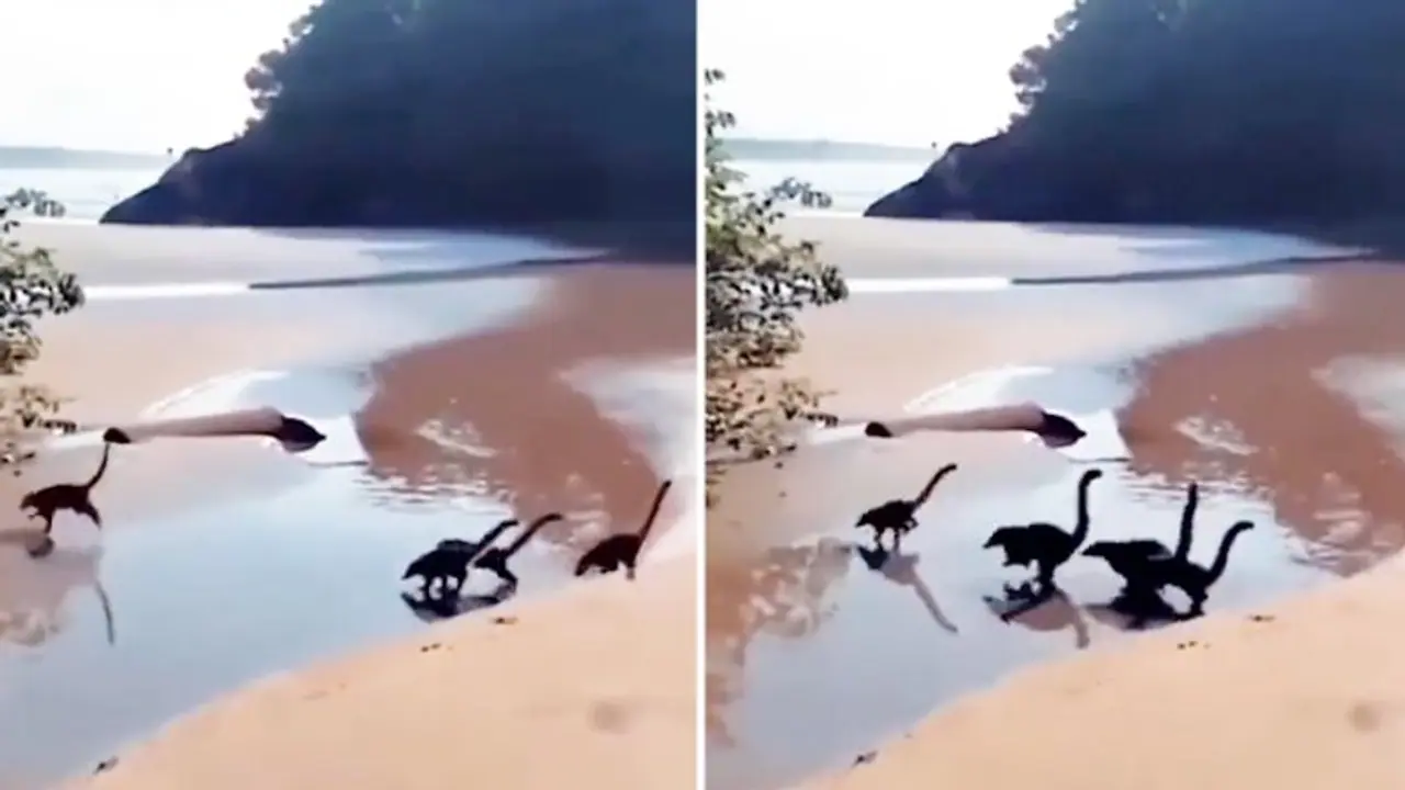 Baby dinosaurs running on a beach? Viral video leaves netizens amazed; Watch