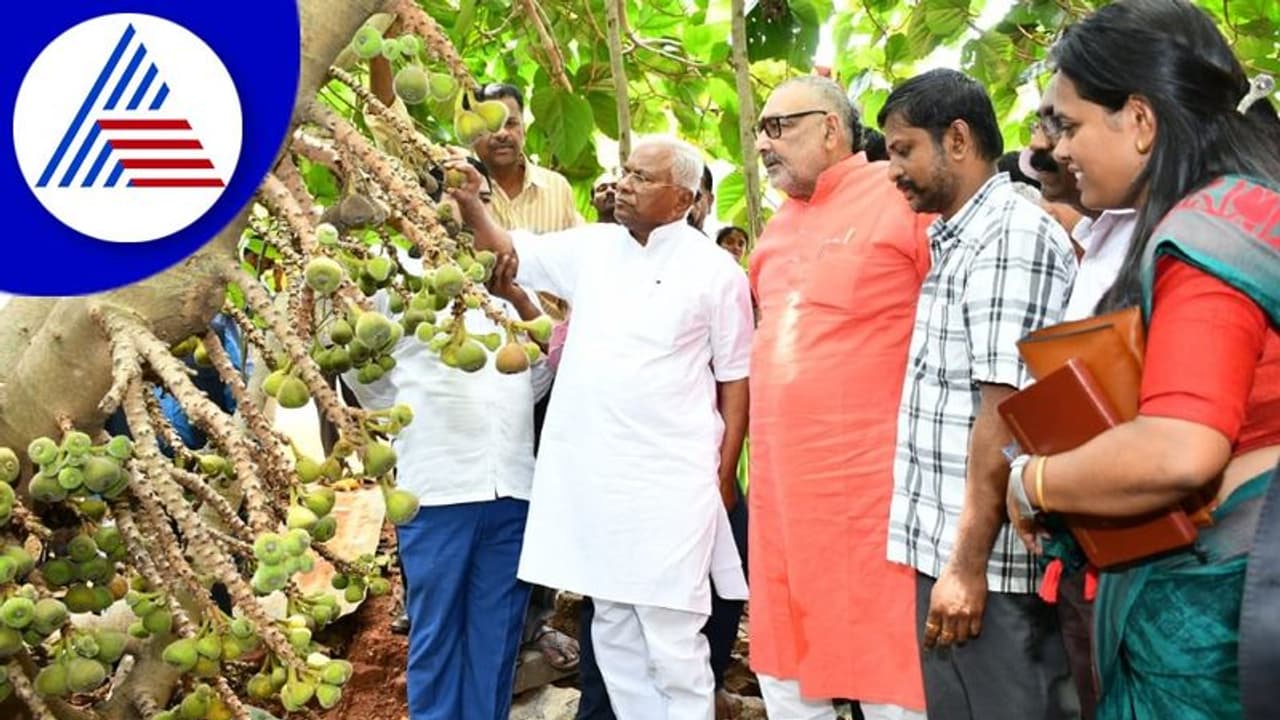 ರೈತನ ತೋಟಕ್ಕೆ ಭೇಟಿ ನೀಡಿದ ಕೇಂದ್ರ ಕೃಷಿ ಸಚಿವ ಗಿರಿರಾಜ್ ಸಿಂಗ್: ಅಂಜೂರ ಹಣ್ಣಿನ ರುಚಿ ಸವಿದ ಸಚಿವ ರೈತನ ತೋಟಕ್ಕೆ ಭೇಟಿ ನೀಡಿದ ಕೇಂದ್ರ ಕೃಷಿ ಸಚಿವ ಗಿರಿರಾಜ್ ಸಿಂಗ್: ಅಂಜೂರ ಹಣ್ಣಿನ ರುಚಿ ಸವಿದ ಸಚಿವ