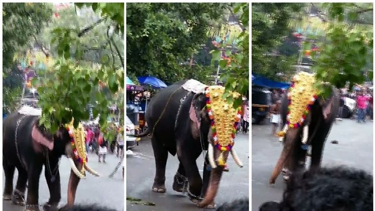 തൃശൂർ പൂരനഗരിയിൽ ആനയിടഞ്ഞു, ഉടൻ തളച്ചു 