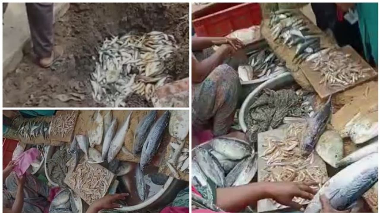 തിരുവനന്തപുരത്ത് 800 കിലോ അഴുകിയ മീന് പിടിച്ചെടുത്ത് നശിപ്പിച്ചു തിരുവനന്തപുരത്ത് 800 കിലോ അഴുകിയ മീന് പിടിച്ചെടുത്ത് നശിപ്പിച്ചു