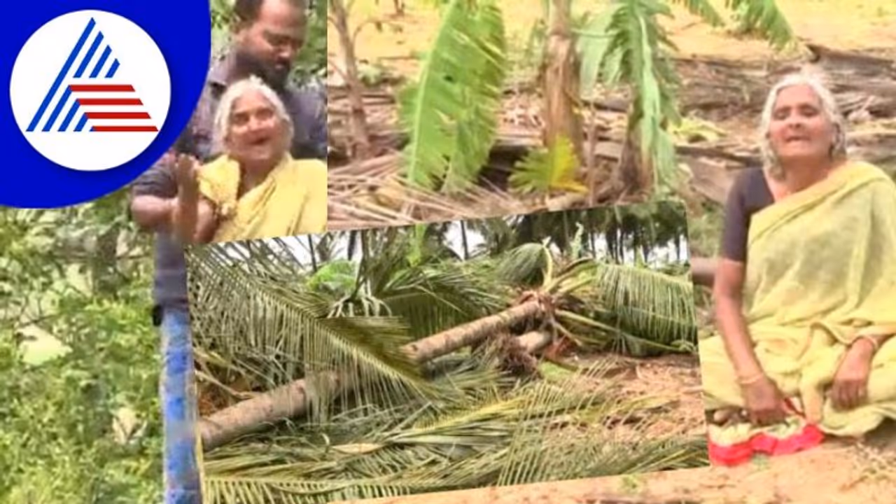 Mandya Rain Effect 90ಕ್ಕೂ ಹೆಚ್ಚು ತೆಂಗಿನಮರ ನೆಲಸಮ, ಕಣ್ಣೀರಿಟ್ಟ ವೃದ್ಧೆ Mandya Rain Effect 90ಕ್ಕೂ ಹೆಚ್ಚು ತೆಂಗಿನಮರ ನೆಲಸಮ, ಕಣ್ಣೀರಿಟ್ಟ ವೃದ್ಧೆ