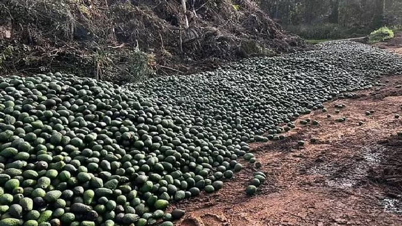 മാലിന്യപ്പറമ്പിൽ കൊണ്ടുതള്ളപ്പെട്ടത് ടൺകണക്കിന് അവക്കാഡോ, കാഴ്ച കണ്ട് ഞെട്ടി ഓസ്ട്രേലിയക്കാർ മാലിന്യപ്പറമ്പിൽ കൊണ്ടുതള്ളപ്പെട്ടത് ടൺകണക്കിന് അവക്കാഡോ, കാഴ്ച കണ്ട് ഞെട്ടി ഓസ്ട്രേലിയക്കാർ