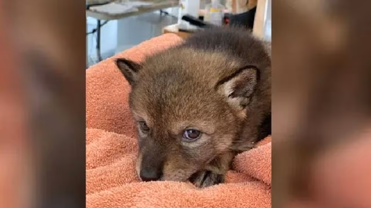 നായക്കുഞ്ഞാണ് എന്നും കരുതി വഴിയരികിൽ നിന്നുമെടുത്ത് വീട്ടിൽ കൊണ്ടുപോയി, പക്ഷേ... നായക്കുഞ്ഞാണ് എന്നും കരുതി വഴിയരികിൽ നിന്നുമെടുത്ത് വീട്ടിൽ കൊണ്ടുപോയി, പക്ഷേ...