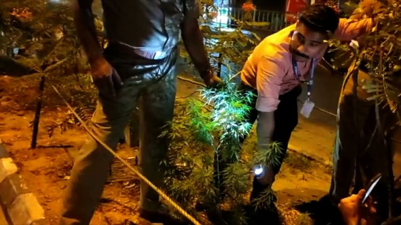 Kochi Metro : കൊച്ചി മെട്രോ പൂന്തോട്ടത്തിൽ കഞ്ചാവ് ചെടി; പിഴുത് മാറ്റി എക്സൈസ് 