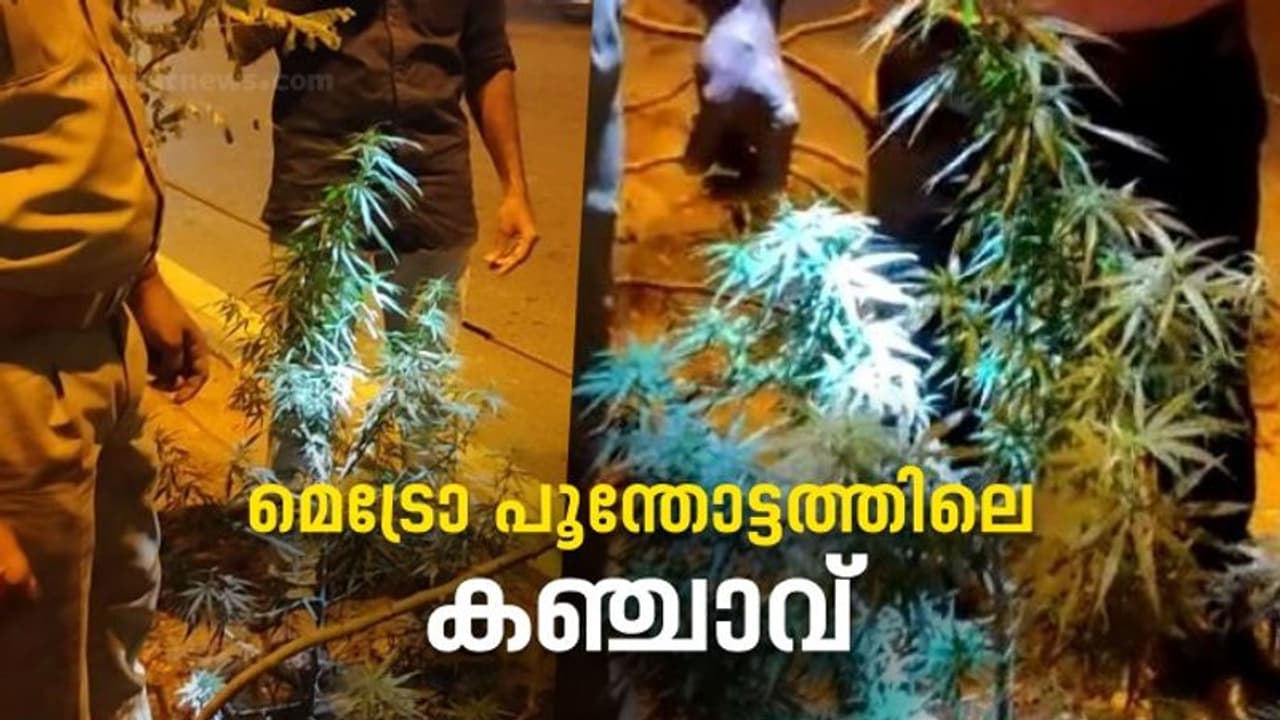 'ദിവസവും വെള്ളമൊഴിക്കുന്നതിനാൽ വാട്ടമില്ല', മെട്രോ പൂന്തോട്ടത്തിലെ കഞ്ചാവ് ചെടി; ‘തല പുകച്ച്’ എക്സൈസ് 'ദിവസവും വെള്ളമൊഴിക്കുന്നതിനാൽ വാട്ടമില്ല', മെട്രോ പൂന്തോട്ടത്തിലെ കഞ്ചാവ് ചെടി; ‘തല പുകച്ച്’ എക്സൈസ്