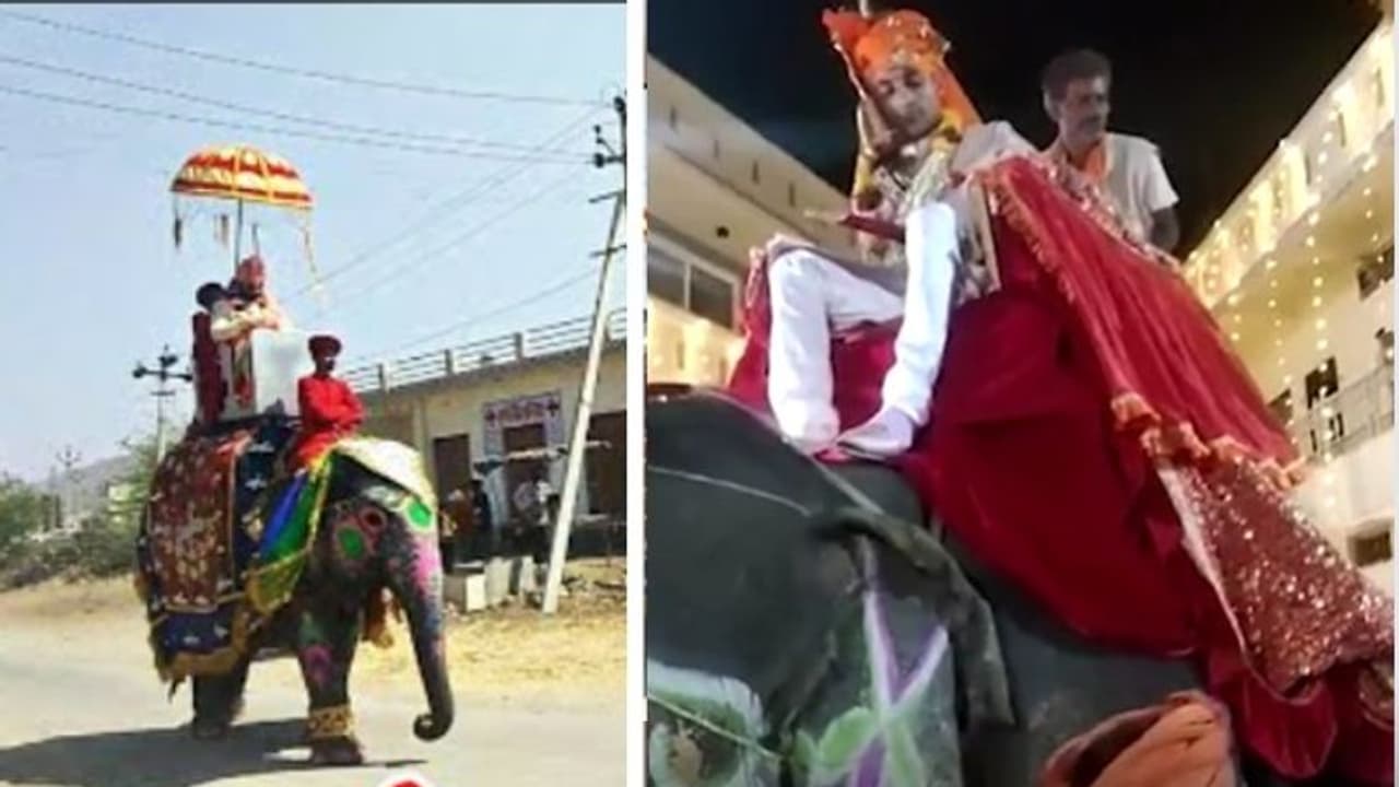 MP के गुना में दूल्हे राजा हाथी पर लेने पहुंचे दुल्हनियां, राजशाही ठाठ वाली बारात देखने उमड़ी भीड़ MP के गुना में दूल्हे राजा हाथी पर लेने पहुंचे दुल्हनियां, राजशाही ठाठ वाली बारात देखने उमड़ी भीड़