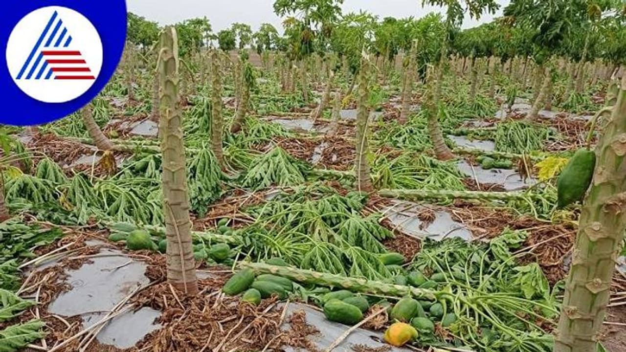 ಬಳ್ಳಾರಿ: ಬಿರುಗಾಳಿಗೆ ನೆಲಕಚ್ಚಿದ ಪಪ್ಪಾಯಿ ಬೆಳೆ: ಸಂಕಷ್ಟದಲ್ಲಿ ರೈತ..! ಬಳ್ಳಾರಿ: ಬಿರುಗಾಳಿಗೆ ನೆಲಕಚ್ಚಿದ ಪಪ್ಪಾಯಿ ಬೆಳೆ: ಸಂಕಷ್ಟದಲ್ಲಿ ರೈತ..!