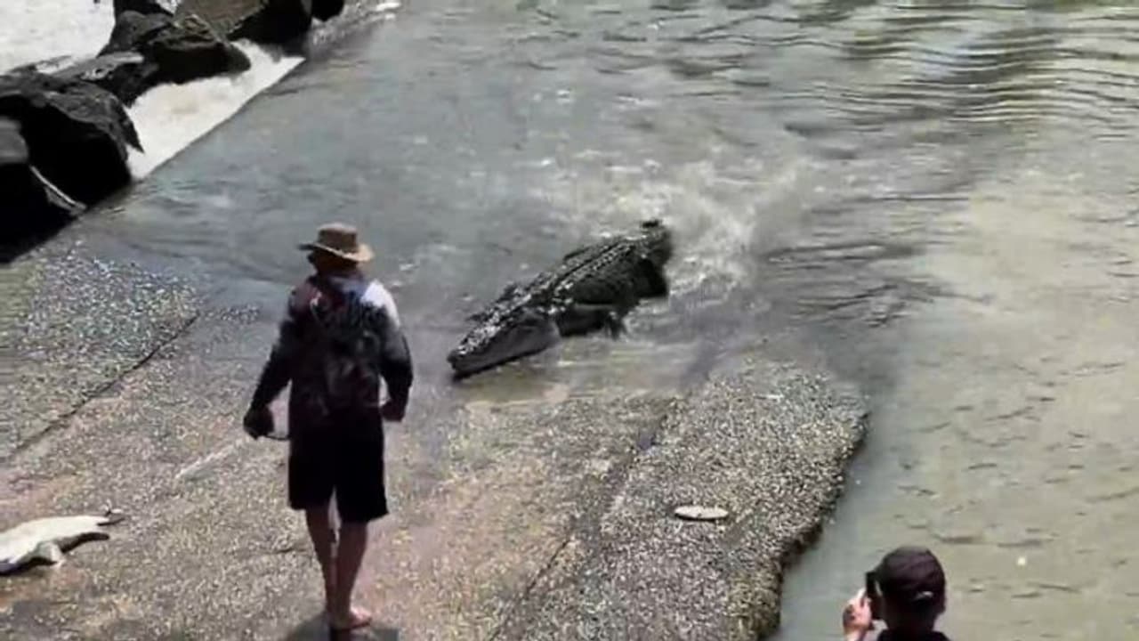 मछली पकड़ रहे शख्स से 4 मीटर लंबे खतरनाक मगरमच्छ की हुई भिडंत, लड़ने को किनारे पर भी आ गया, देखिए वायरल वीडियो