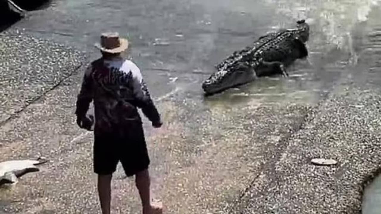 വെറുമൊരു തൊപ്പിക്ക് വേണ്ടി അപകടകാരിയായ മുതലയുടെ മുന്നിലേക്ക്, വീഡിയോ വെറുമൊരു തൊപ്പിക്ക് വേണ്ടി അപകടകാരിയായ മുതലയുടെ മുന്നിലേക്ക്, വീഡിയോ