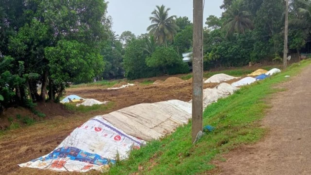 ചെന്നിത്തലയിൽ കൊയ്ത നെല്ല് എടുക്കുന്നില്ല, കർഷകർ ദുരിതത്തിൽ