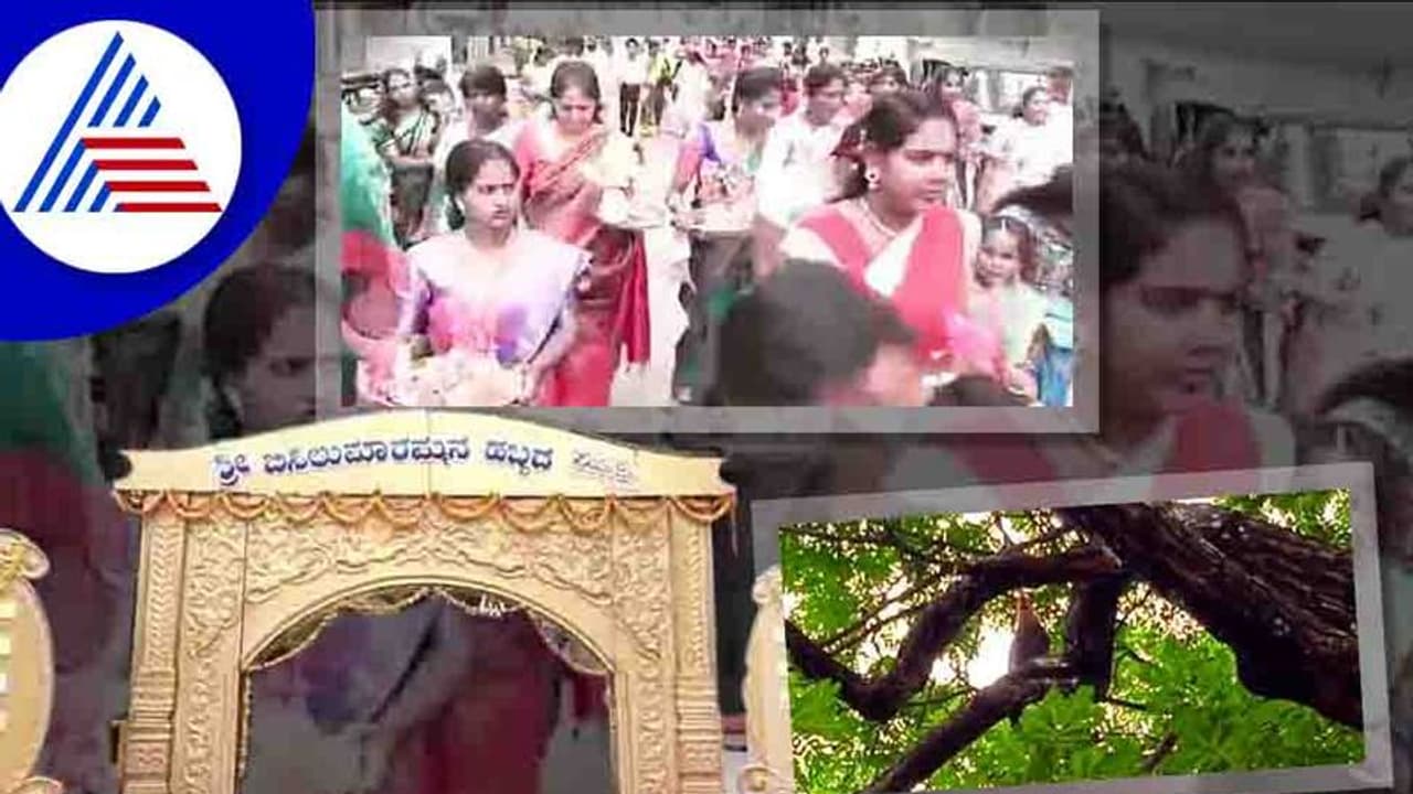 Mandya ಊರ ಜಾತ್ರೆಯಲ್ಲಿ ಬಲಿ ತಪ್ಪಿಸಲು ಮರವೇರಿ ಕುಳಿತ ಹರಕೆ ಹುಂಜ!