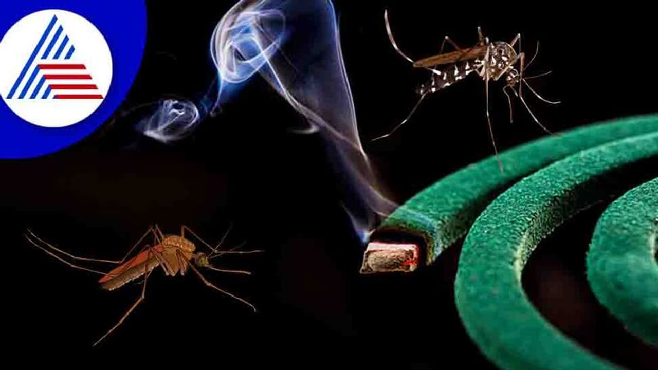 ಮಸ್ಕಿಟೋ ಕಾಯಿಲ್ ಹೊಗೆ ಸೊಳ್ಳೆ ಮಾತ್ರವಲ್ಲ, ಮನುಷ್ಯನ ಜೀವವನ್ನೂ ತೆಗೀಬೋದು ! ಮಸ್ಕಿಟೋ ಕಾಯಿಲ್ ಹೊಗೆ ಸೊಳ್ಳೆ ಮಾತ್ರವಲ್ಲ, ಮನುಷ್ಯನ ಜೀವವನ್ನೂ ತೆಗೀಬೋದು !