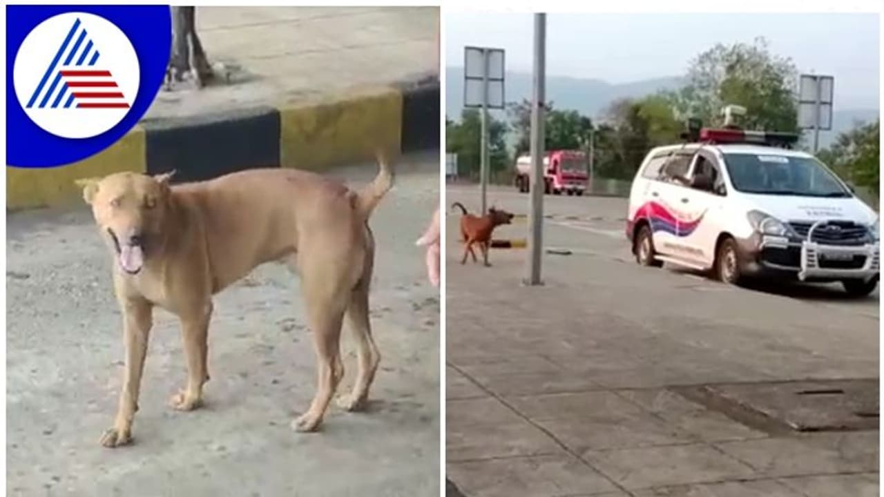 ತನ್ನ ತಾಯಿಯನ್ನು ಕೊಂದವರ ಮೇಲೆ ನಾಯಿಯ ಸೇಡು! ತನ್ನ ತಾಯಿಯನ್ನು ಕೊಂದವರ ಮೇಲೆ ನಾಯಿಯ ಸೇಡು!