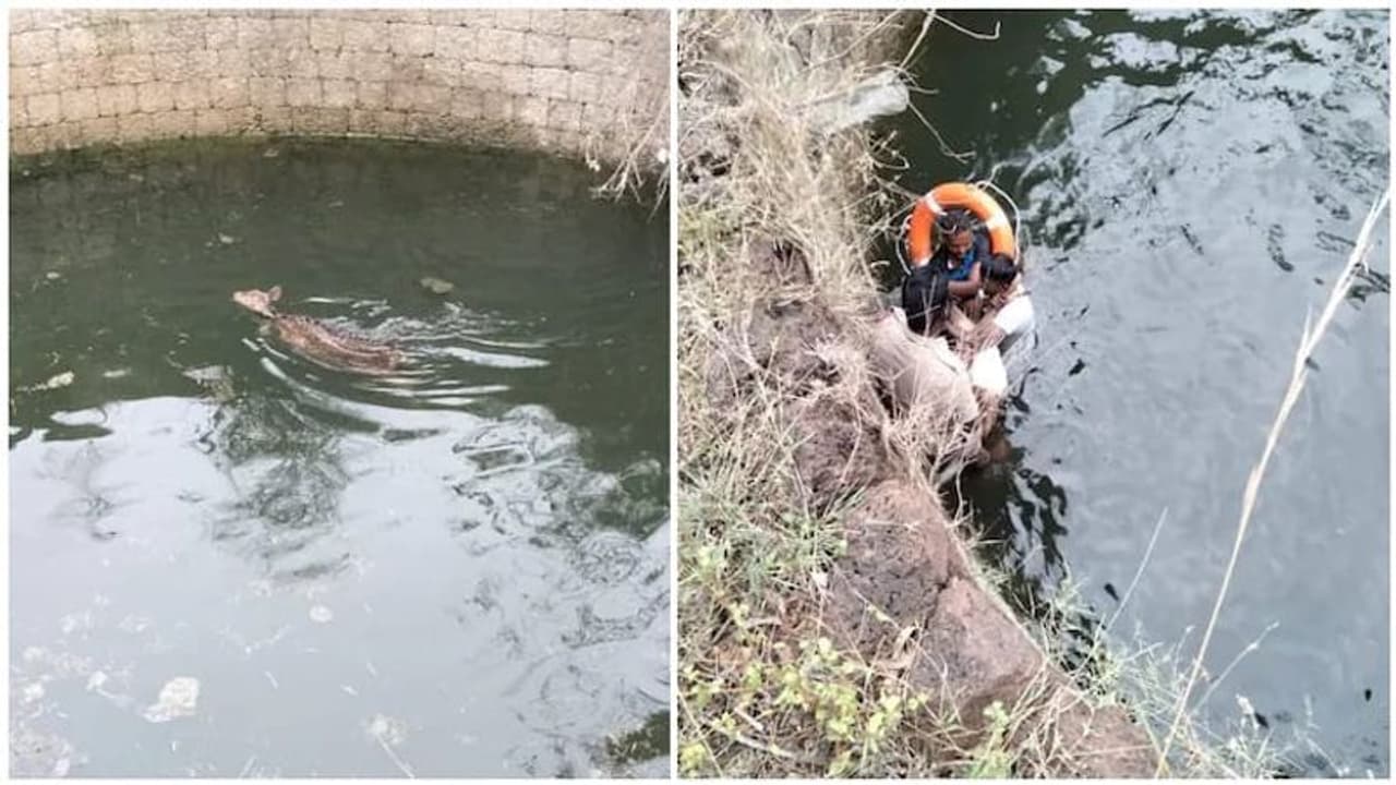 கிணற்றில் விழுந்த புள்ளிமானை மீட்ட வனத்துறை அதிகாரிகள்...பாராட்டும் நெட்டிசன்கள் கிணற்றில் விழுந்த புள்ளிமானை மீட்ட வனத்துறை அதிகாரிகள்...பாராட்டும் நெட்டிசன்கள்