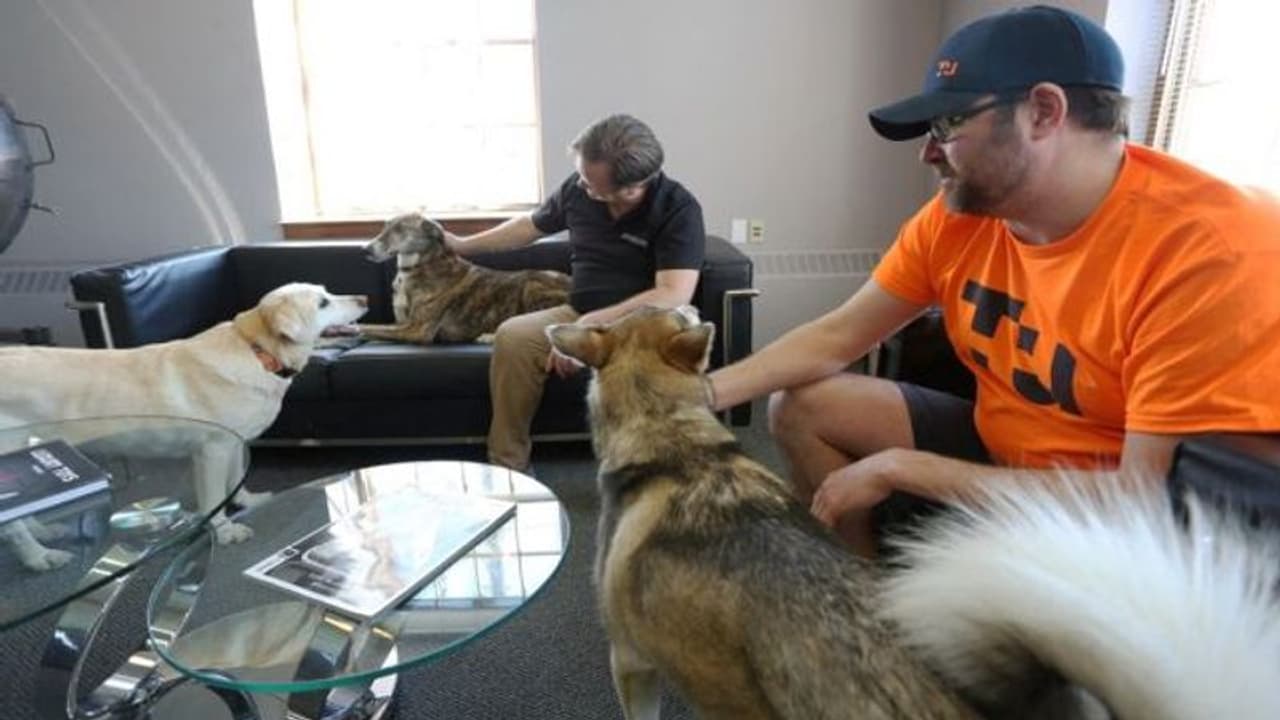  ഇവിടെ വളര്‍ത്തുനായ്ക്കളുമായി ഓഫീസില്‍ പോവാം!