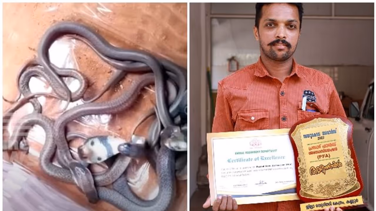 കണ്ണവം കാട്ടില് നിന്നും ലഭിച്ചത് 13 മുട്ടകള്; ഷിജുവിന്റെ കരുതലില് വിരിഞ്ഞത് ഒമ്പത് മൂര്ഖന് കുഞ്ഞുങ്ങള് കണ്ണവം കാട്ടില് നിന്നും ലഭിച്ചത് 13 മുട്ടകള്; ഷിജുവിന്റെ കരുതലില് വിരിഞ്ഞത് ഒമ്പത് മൂര്ഖന് കുഞ്ഞുങ്ങള്