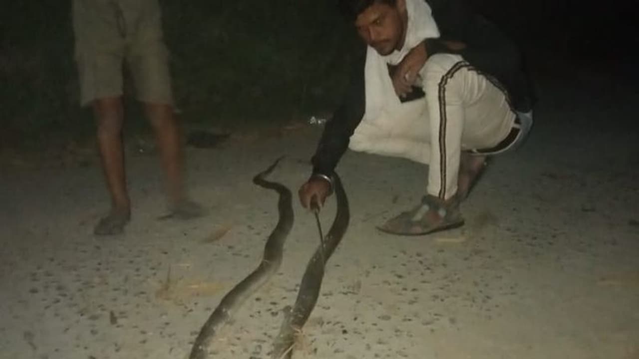 बिहार में नाग नागिन की अद्भूत प्रेम कहानी: एक को मुसीबत में देख दोनों ने त्याग दिए प्राण बिहार में नाग नागिन की अद्भूत प्रेम कहानी: एक को मुसीबत में देख दोनों ने त्याग दिए प्राण