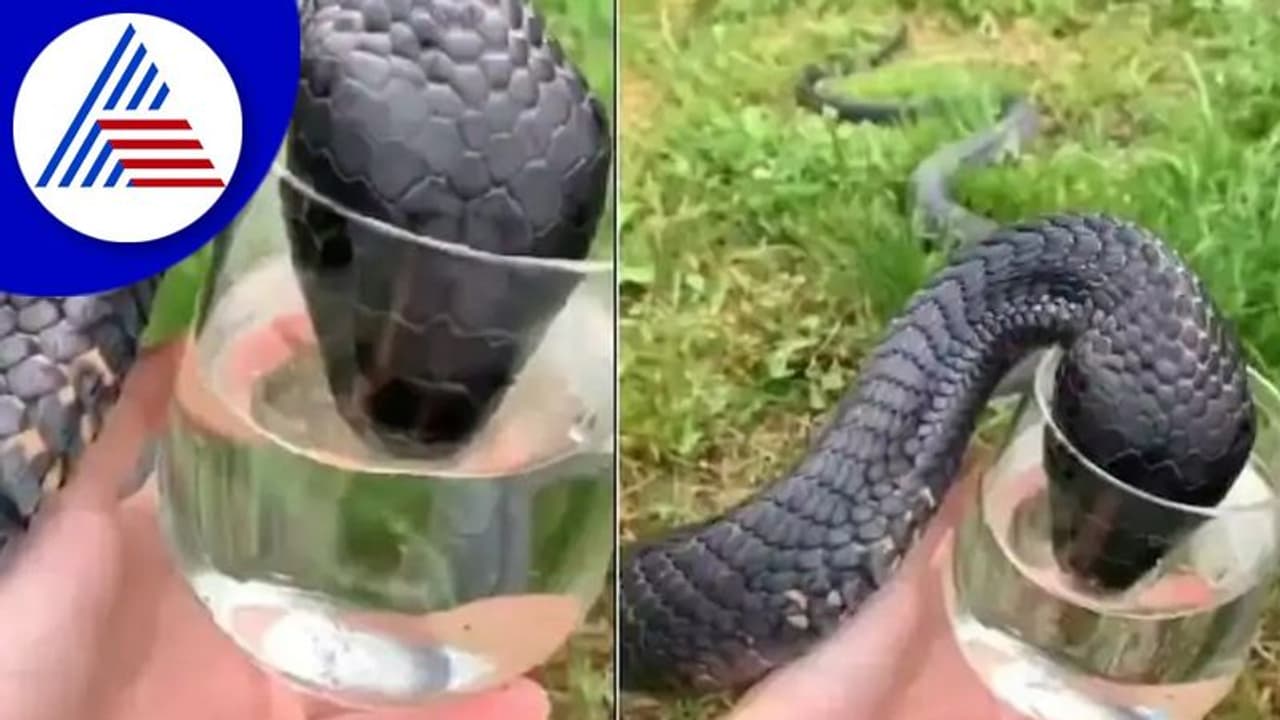 ಗ್ಲಾಸ್‌ನಿಂದ ನೀರು ಕುಡಿಯುತ್ತಿರುವ ಕರಿನಾಗರ: ಭಯಾನಕ ವಿಡಿಯೋ