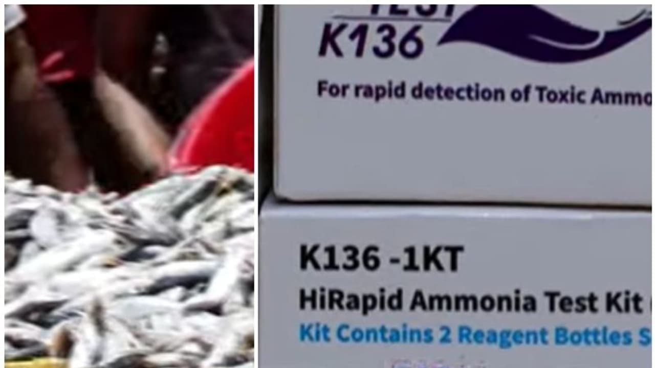 മീനിലെ മായം അറിയാനുള്ള പരിശോധന കിറ്റ് പുറത്തിറക്കിയിട്ട് 4 വർഷം; പൊതുവിപണിയിൽ എത്തിയിട്ടില്ല മീനിലെ മായം അറിയാനുള്ള പരിശോധന കിറ്റ് പുറത്തിറക്കിയിട്ട് 4 വർഷം; പൊതുവിപണിയിൽ എത്തിയിട്ടില്ല