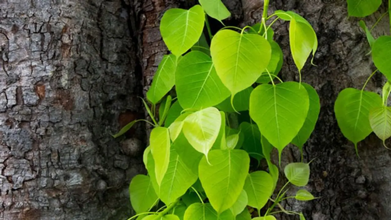 দিনের সব কাজে সাফল্য আনবে ১১টি অশ্বত্থ পাতা, জানুন এর আশ্চর্য প্রতিকার সম্পর্কে দিনের সব কাজে সাফল্য আনবে ১১টি অশ্বত্থ পাতা, জানুন এর আশ্চর্য প্রতিকার সম্পর্কে