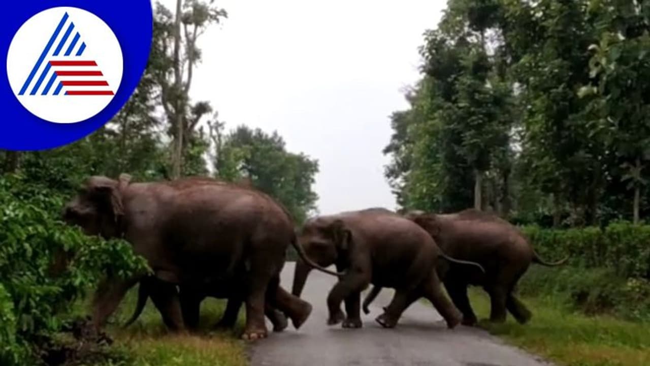 Hassan: ದಿನ ಕಳೆದಂತೆ ಹೆಚ್ಚಿದ ಕಾಡಾನೆಗಳ ಸಮಸ್ಯೆ!