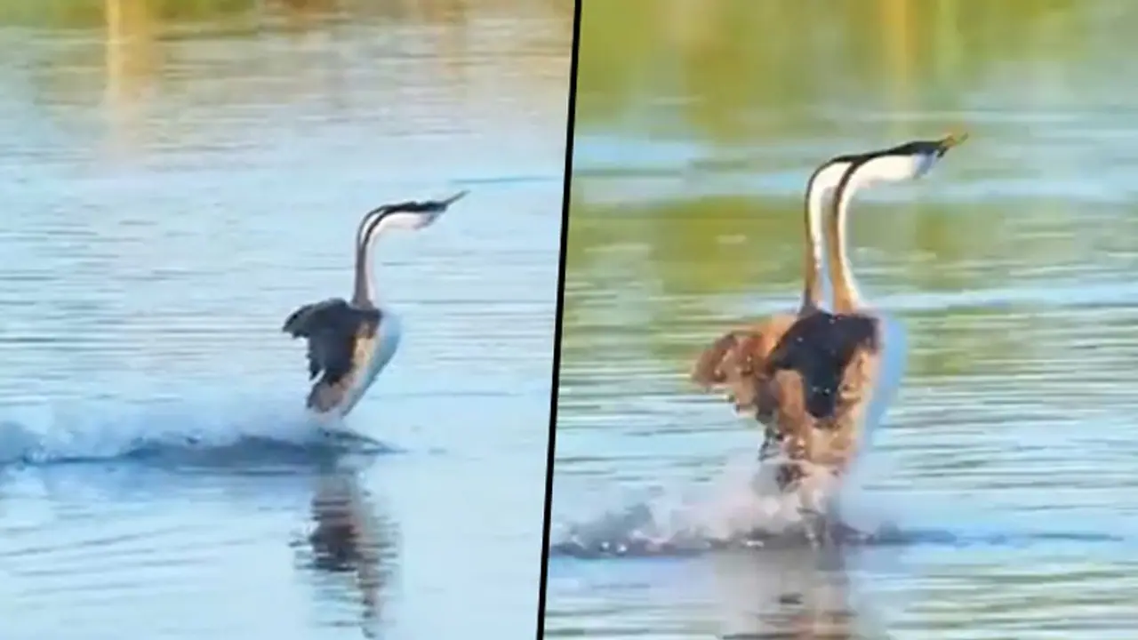 Watch duo birds walk on the surface of the water; watch the video Watch duo birds walk on the surface of the water; watch the video