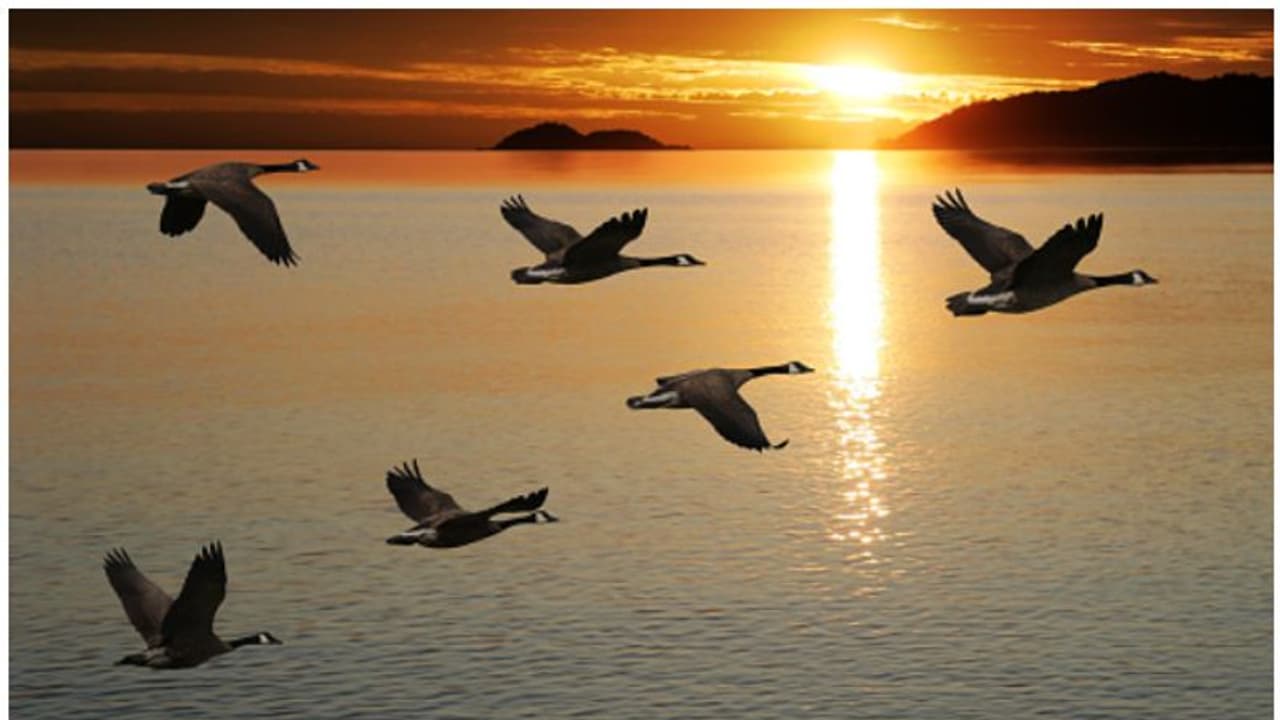 ലോക ദേശാടനപ്പക്ഷി ദിനം ഇന്ന്; നടപ്പിലാവുമോ സംസ്ഥാനത്തെ ആദ്യത്തെ റിംഗ് സർവേ