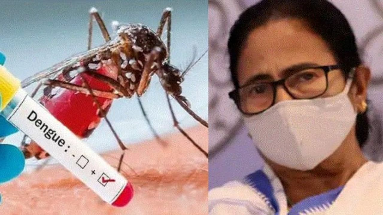 বৃষ্টির জমা জলে ডেঙ্গুর আশঙ্কা, কতটা সতর্ক কলকাতা পুরসভা ? কী নির্দেশ মমতার বৃষ্টির জমা জলে ডেঙ্গুর আশঙ্কা, কতটা সতর্ক কলকাতা পুরসভা ? কী নির্দেশ মমতার