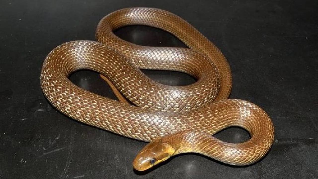 പതിനായിരം വർഷങ്ങൾക്ക് മുമ്പ് കാണാതായ പാമ്പിനെ വീണ്ടും കണ്ടെത്തി... 