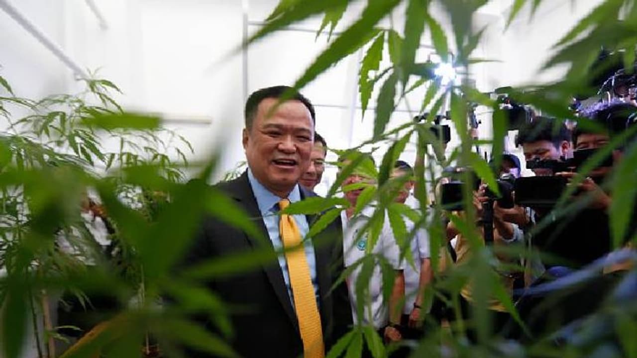 വീട്ടിൽ വളർത്താൻ 10 ലക്ഷം കഞ്ചാവുചെടി നൽകാൻ തായ് സർക്കാർ, അടുത്തമാസം വിതരണം ചെയ്യും വീട്ടിൽ വളർത്താൻ 10 ലക്ഷം കഞ്ചാവുചെടി നൽകാൻ തായ് സർക്കാർ, അടുത്തമാസം വിതരണം ചെയ്യും