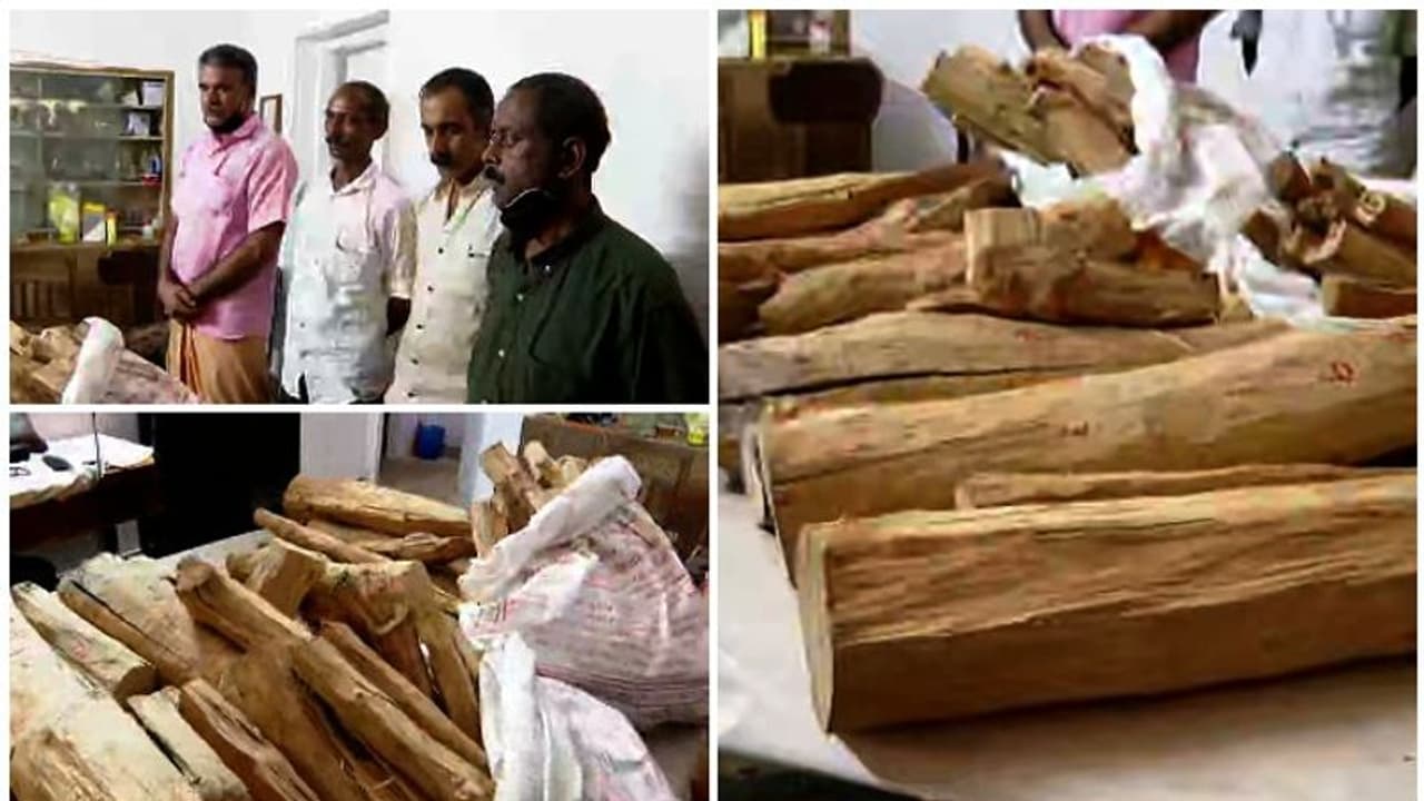 വൻ ചന്ദനവേട്ട, കൊച്ചി നഗരത്തിലെ വീട്ടിൽ നിന്ന് 92 കിലോ ചന്ദനത്തടി പിടിച്ചു വൻ ചന്ദനവേട്ട, കൊച്ചി നഗരത്തിലെ വീട്ടിൽ നിന്ന് 92 കിലോ ചന്ദനത്തടി പിടിച്ചു