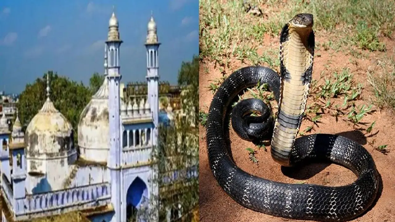 ज्ञानवापी मस्जिद में सर्वे के दौरान निकला कोबरा सांप, वीडियोग्राफी के लिए खास उपकरणों का किया गया प्रयोग