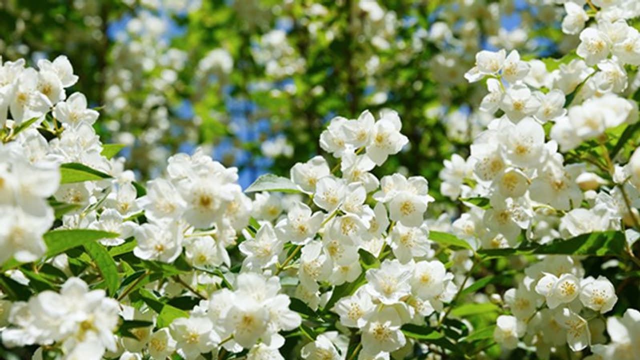 പൊന്നും വിലയിലേക്ക് മുല്ലപ്പൂ വില; കാരണം ഇതാണ്