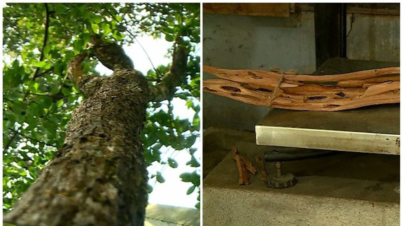 മറയൂരിലെ ചന്ദനമരങ്ങളില് രോഗം പടരുന്നു:രണ്ടായിരത്തോളം മരങ്ങള് മുറിച്ചുമാറ്റണമെന്ന് വനം വകുപ്പ് മറയൂരിലെ ചന്ദനമരങ്ങളില് രോഗം പടരുന്നു:രണ്ടായിരത്തോളം മരങ്ങള് മുറിച്ചുമാറ്റണമെന്ന് വനം വകുപ്പ്