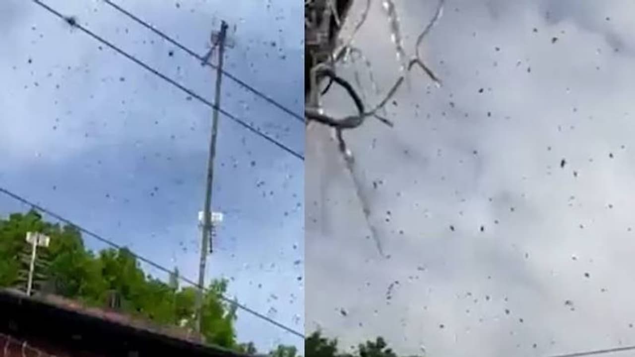 വീടിന് പുറത്ത് ആർത്തിരമ്പി കടന്നൽക്കൂട്ടം, പുറത്തിറങ്ങാനാവാതെ വീട്ടുകാർ... വീടിന് പുറത്ത് ആർത്തിരമ്പി കടന്നൽക്കൂട്ടം, പുറത്തിറങ്ങാനാവാതെ വീട്ടുകാർ...