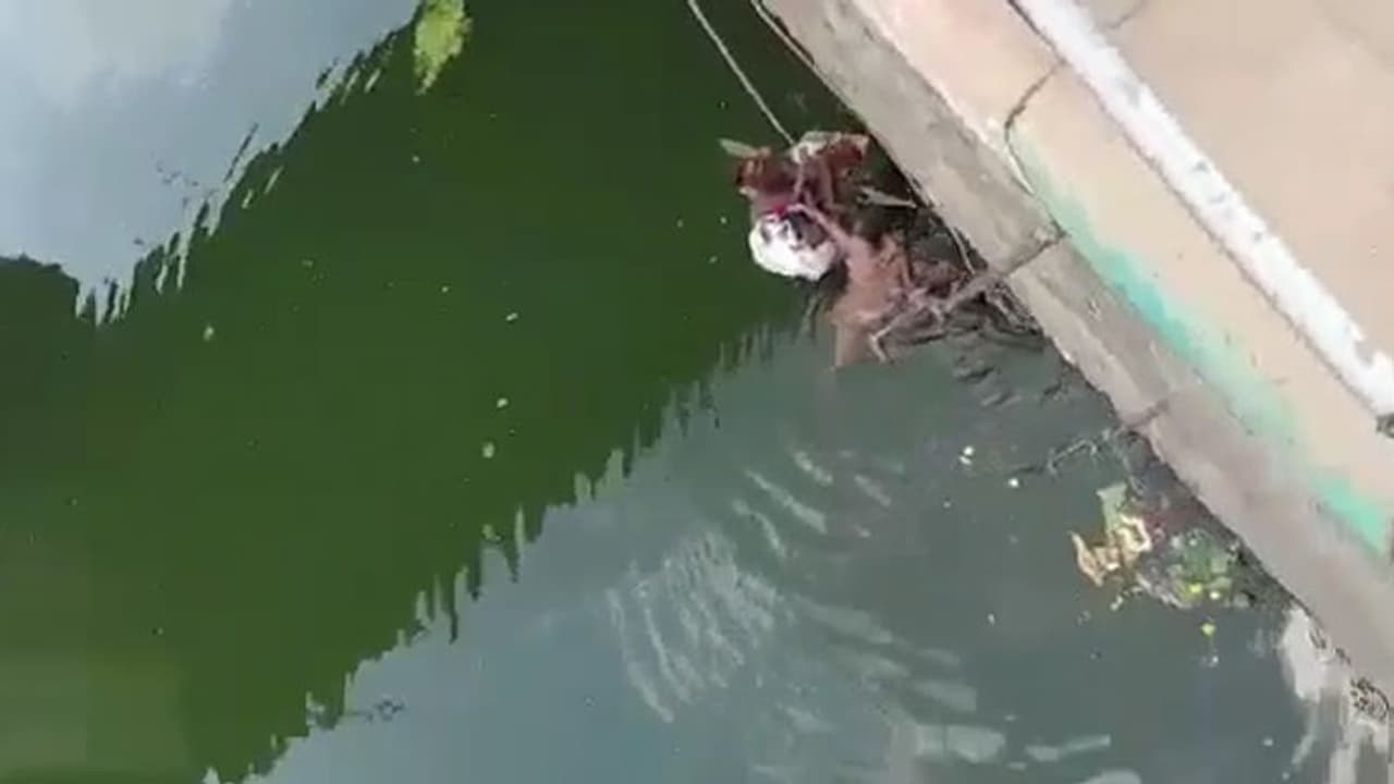 కృష్ణా నదిలో తేలుతూ కనిపించిన మహిళ.. నిమిషాల్లో స్పందించిన ట్రాఫిక్ పోలీసులు (వీడియో) కృష్ణా నదిలో తేలుతూ కనిపించిన మహిళ.. నిమిషాల్లో స్పందించిన ట్రాఫిక్ పోలీసులు (వీడియో)