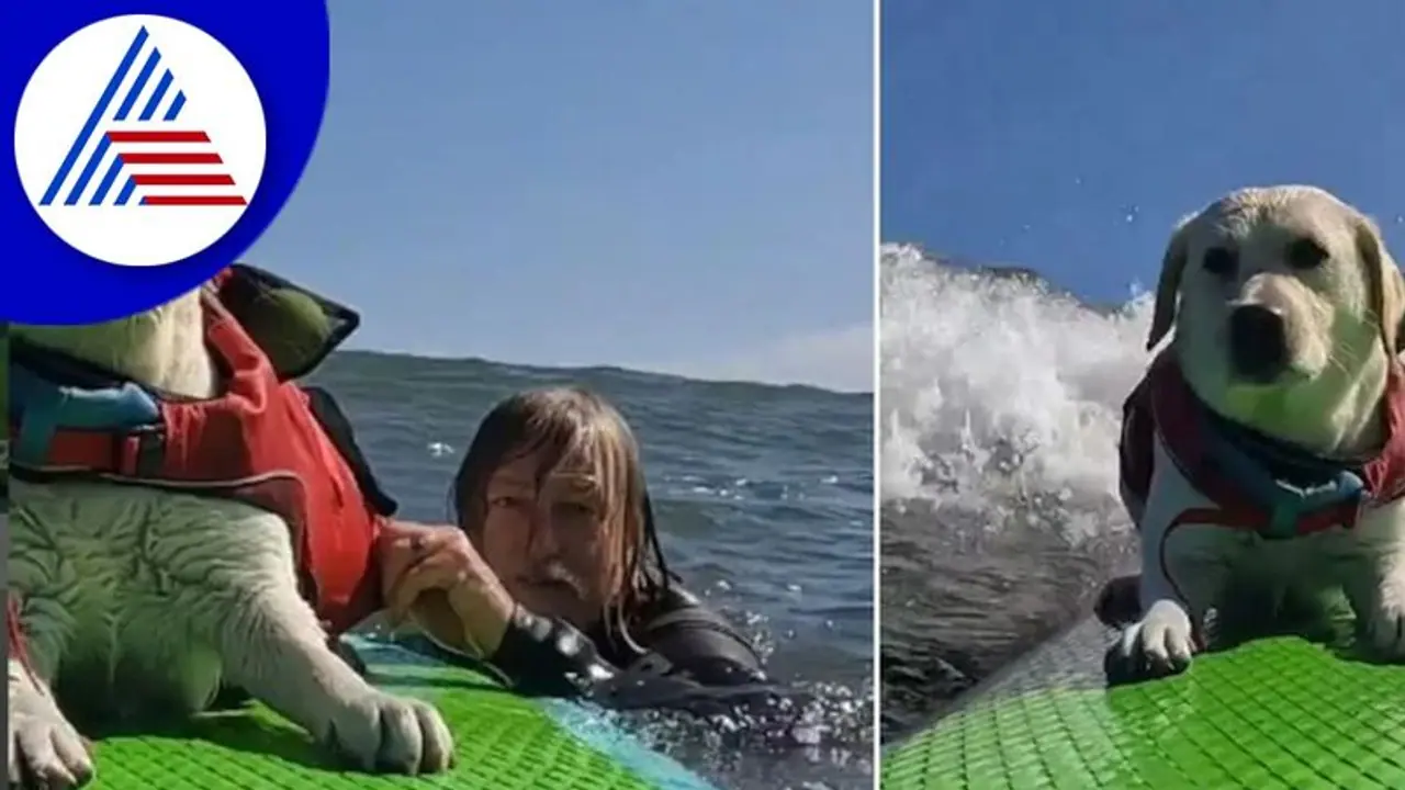 ಸಾಗರದಲ್ಲಿ ಶ್ವಾನದ ಏಕಾಂಗಿ ಸಾಹಸ ಕ್ರೀಡೆ: ವಿಡಿಯೋ ವೈರಲ್‌