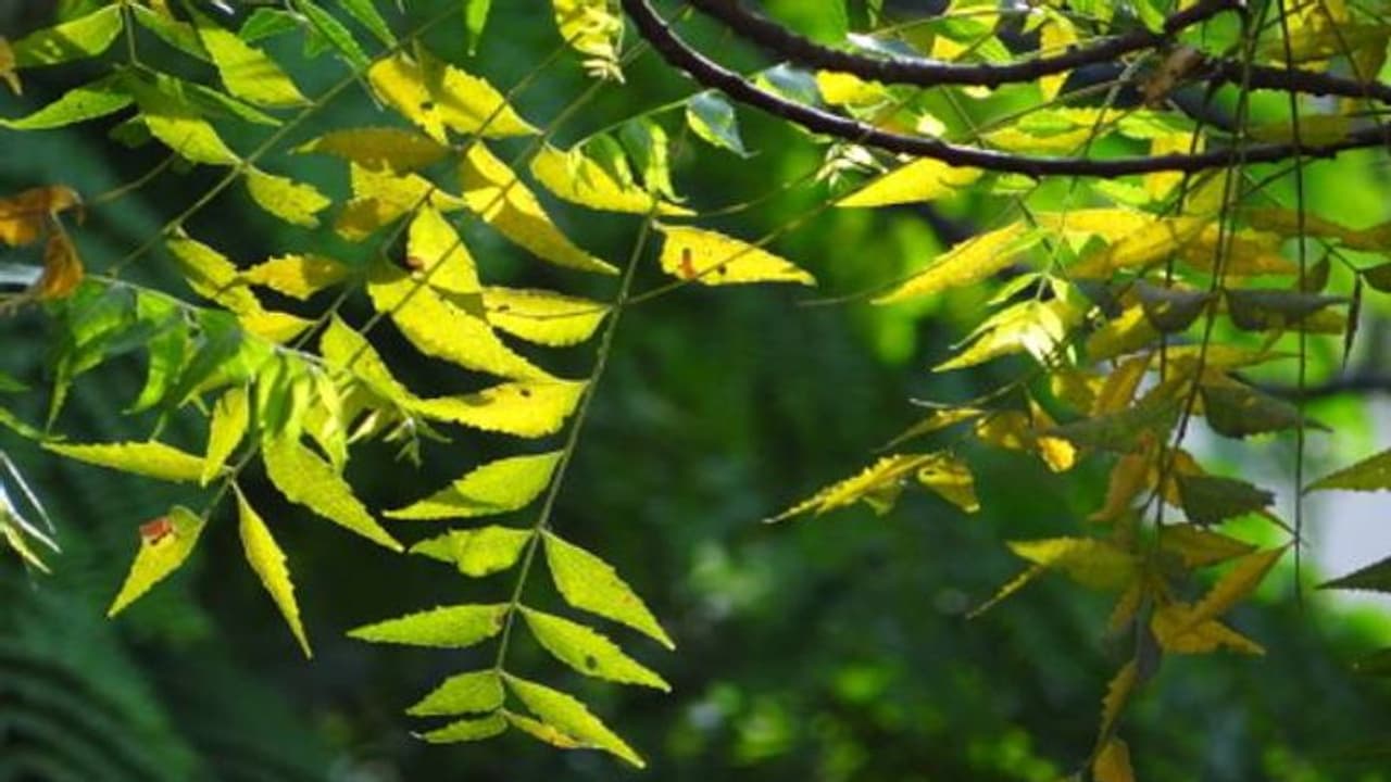 neem tree
