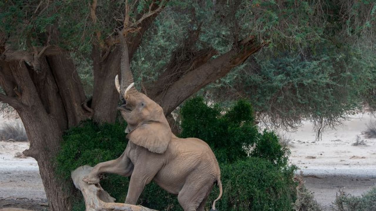 '20000 ആനകളെ അങ്ങോട്ട് അയക്കും, തമാശയല്ലിത്'; ജർമനിയോട് ബോട്‍സ്വാന, ഭീഷണി 'ട്രോഫി ഹണ്ടിംഗ്' തർക്കത്തിനിടെ