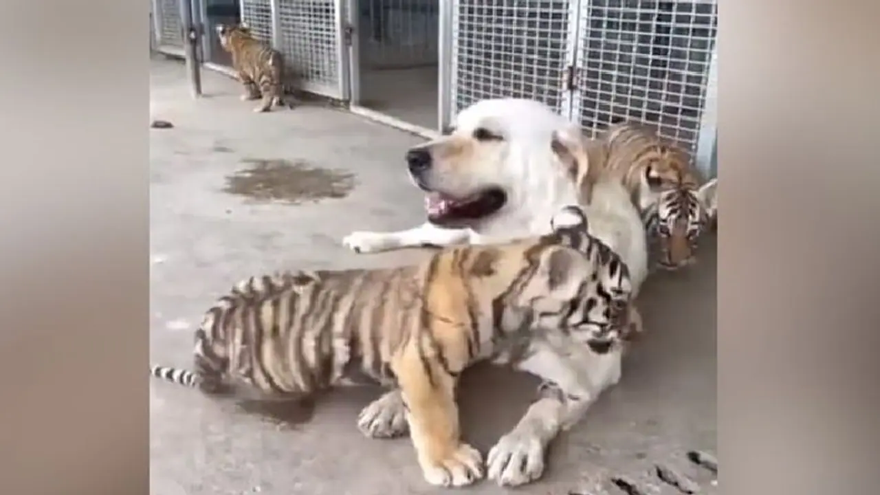 Viral Video: बाघ के तीन बच्चों को पाल रहा लेब्राडोर, इंटरनेट यूजर्स ने की तारीफ