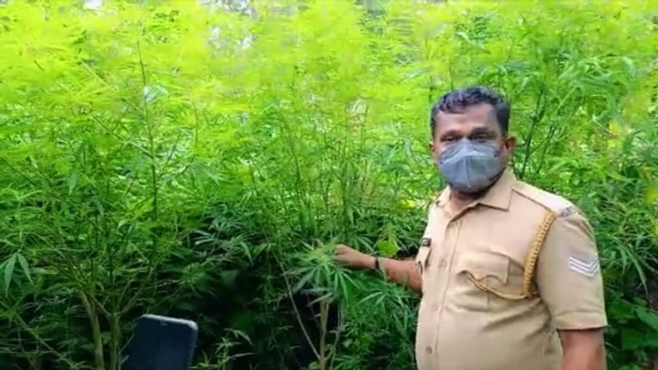 വീടിന് പുറകിൽ ആറ് മാസം പ്രായമായ കഞ്ചാവ് ചെടികൾ; പ്രതികൾക്കായി പൊലീസ് അന്വേഷണം വീടിന് പുറകിൽ ആറ് മാസം പ്രായമായ കഞ്ചാവ് ചെടികൾ; പ്രതികൾക്കായി പൊലീസ് അന്വേഷണം
