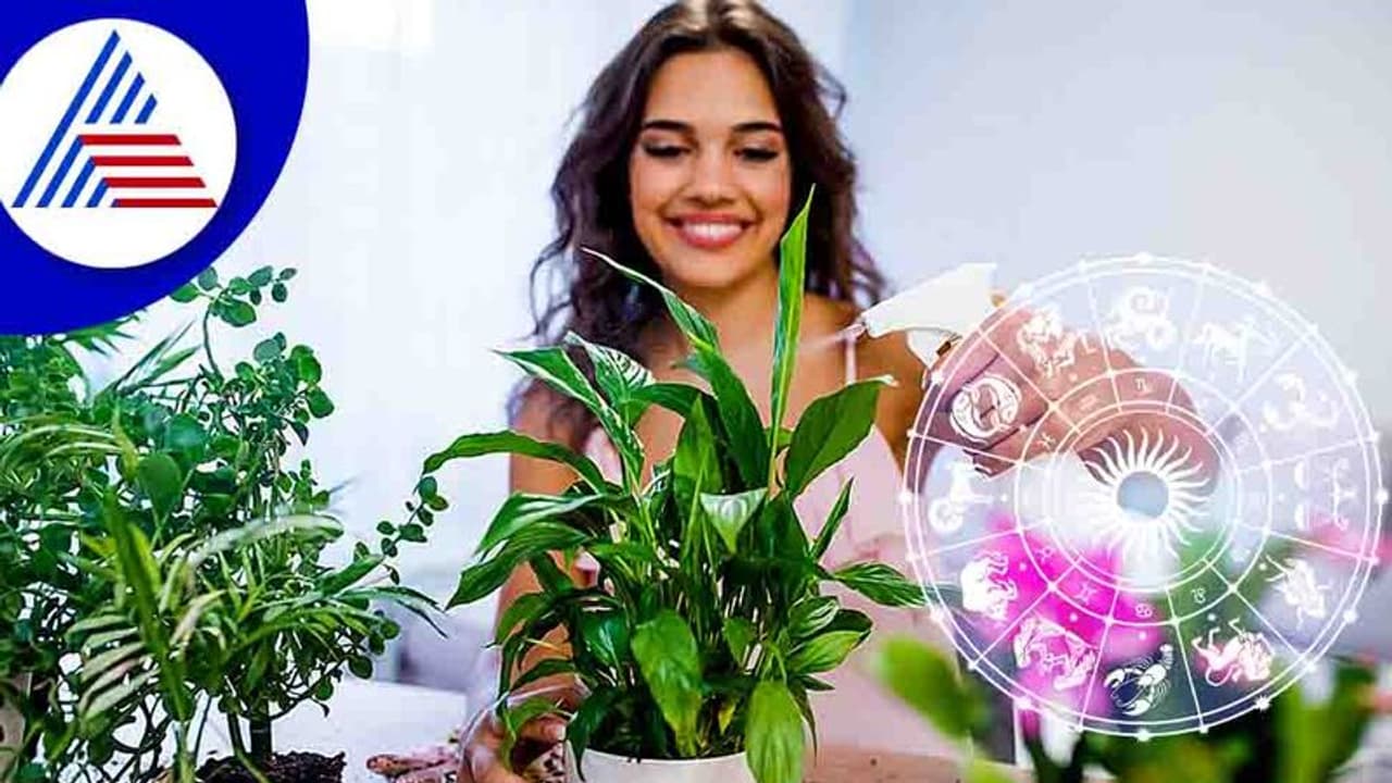 Vastu Tips: ಮನೆಯಲ್ಲಿ ಈ ಸಸ್ಯಗಳಿದ್ದರೆ ಸಂಪತ್ತಿನ ಕೊರತೆ ಇರೋಲ್ಲ