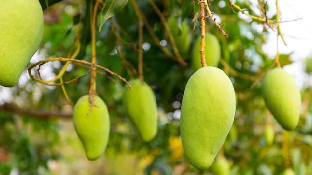  മലപ്പുറത്ത് മാങ്ങ പറിച്ച കുട്ടികളെ മർദ്ദിച്ചു, ഷർട്ട് ഊരിവാങ്ങി, ആശുപത്രിയിലായി, പൊലീസ് കേസെടുത്തു