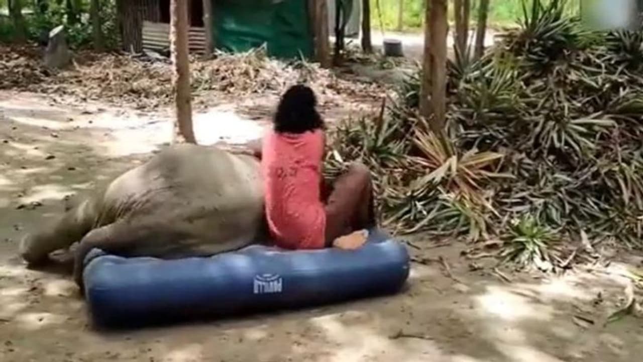 गद्दे को लेकर हाथी और इंसान के बीच हुई लड़ाई, वायरल वीडियो में देखिए कौन जीता गद्दे को लेकर हाथी और इंसान के बीच हुई लड़ाई, वायरल वीडियो में देखिए कौन जीता