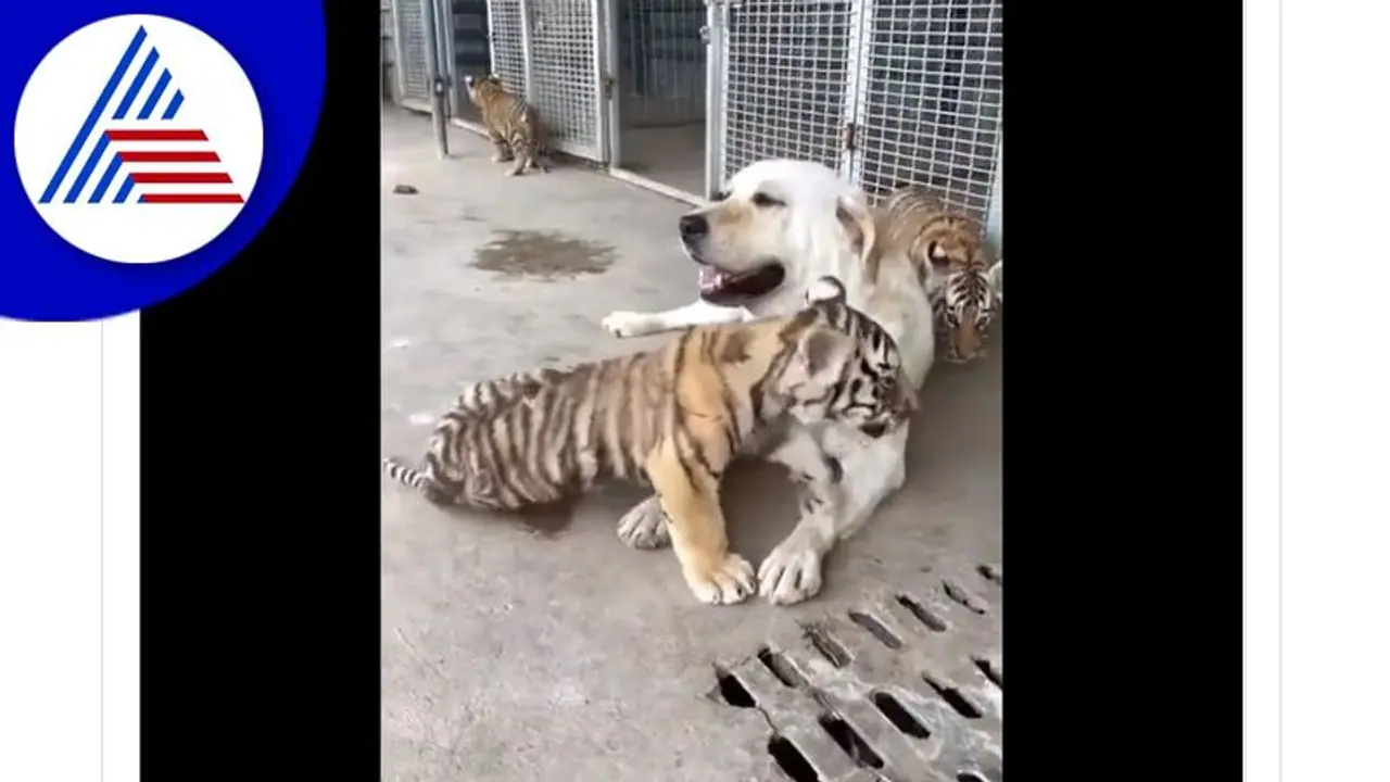 ತಬ್ಬಲಿ ಹುಲಿಮರಿಗಳಿಗೆ ತಾಯಿ ಪ್ರೀತಿ ತೋರುವ ಶ್ವಾನ: ವಿಡಿಯೋ ವೈರಲ್‌