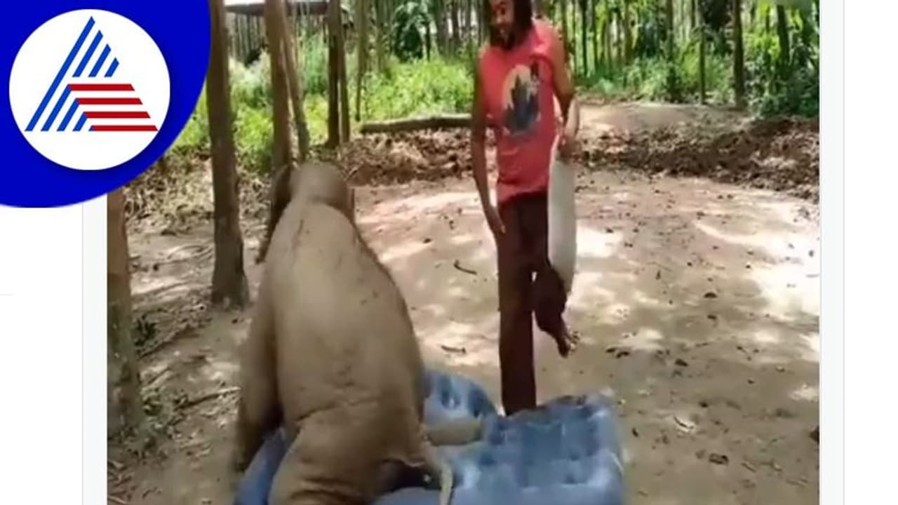 ಹಾಸಿಗೆಗಾಗಿ ಮಾವುತನೊಂದಿಗೆ ಆನೆ ಮರಿಯ ಕಿತ್ತಾಟ: ವಿಡಿಯೋ ವೈರಲ್