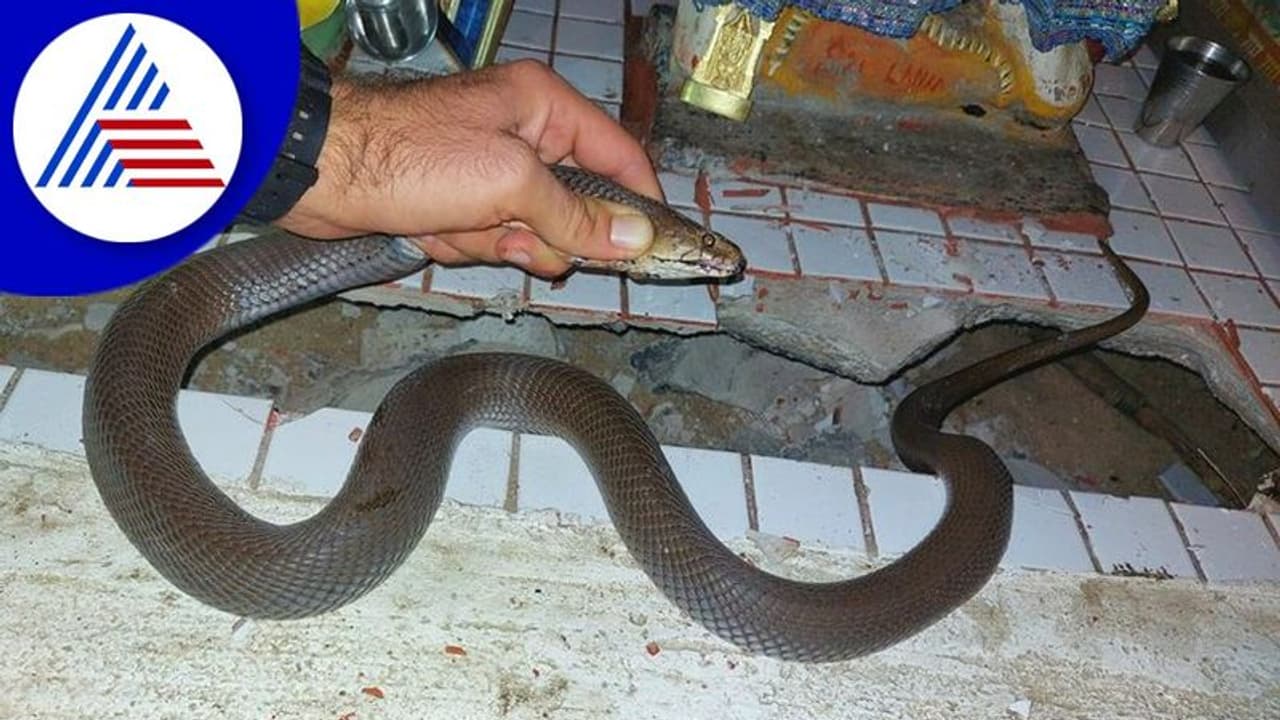 ದೇವರ ಕೋಣೆಗೆ ಬಂದ ವಿಷಕಾರಿ ಉಗುಳುವ ಹಾವು ಸೆರೆ