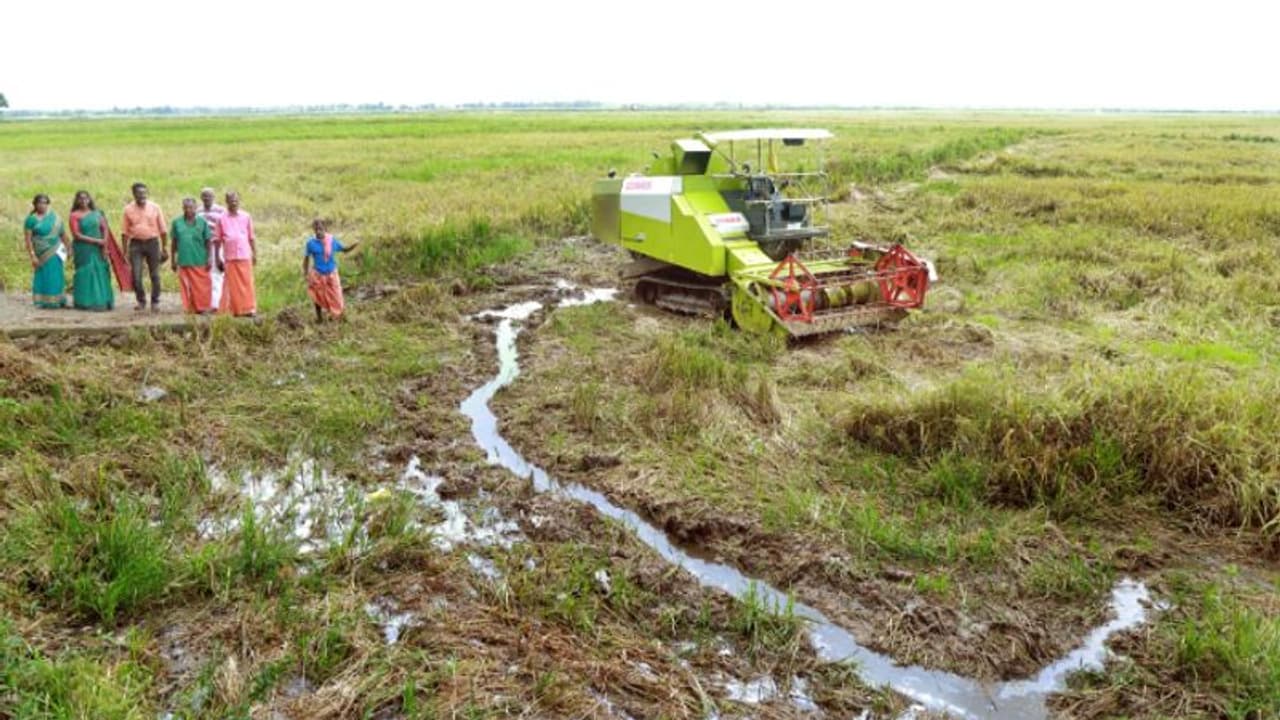 കൊയ്ത്ത് യന്ത്രം ചെളിയില് താഴ്ന്നു; നാലുതോട് പാടശേഖരത്തിലെ കൊയ്ത്ത് വീണ്ടും മുടങ്ങി കൊയ്ത്ത് യന്ത്രം ചെളിയില് താഴ്ന്നു; നാലുതോട് പാടശേഖരത്തിലെ കൊയ്ത്ത് വീണ്ടും മുടങ്ങി