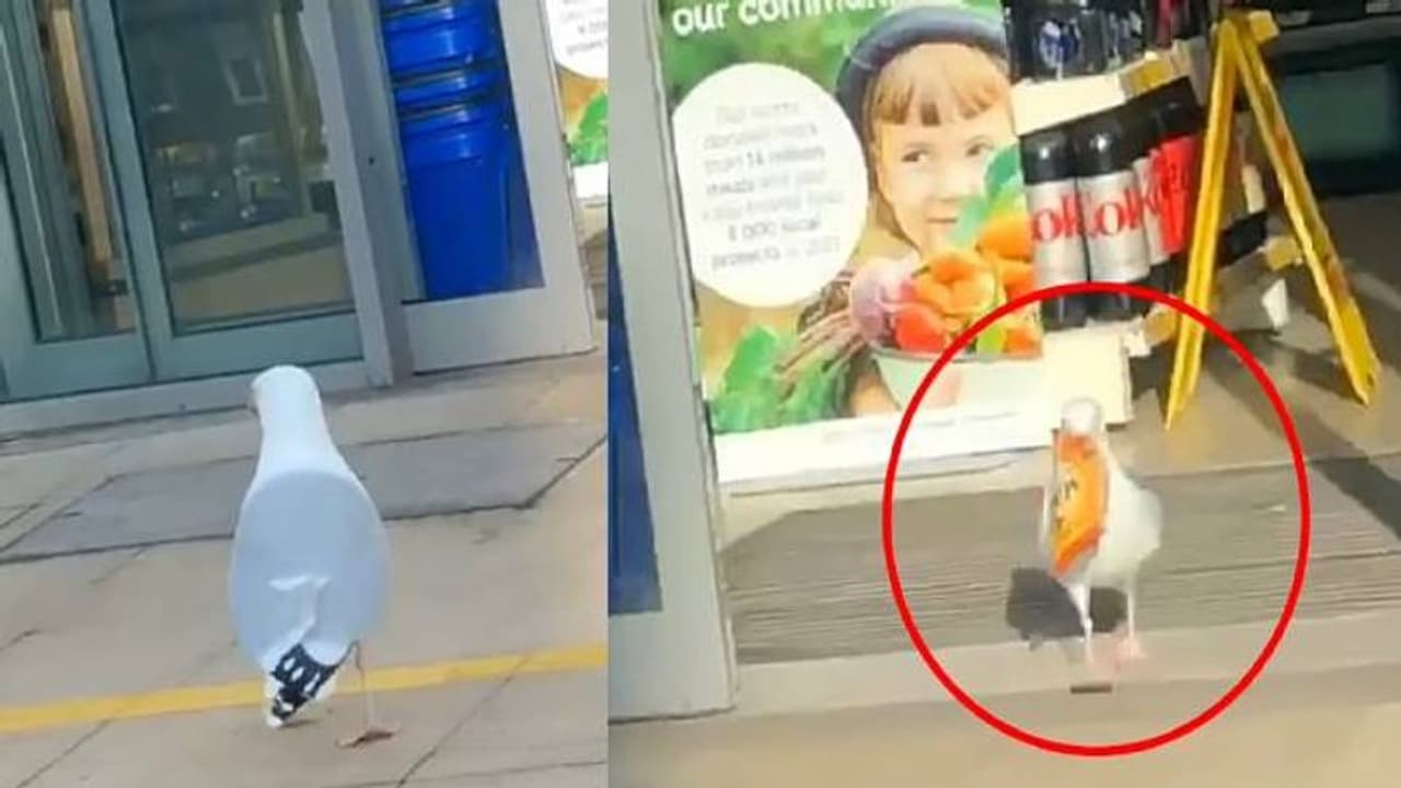 കടൽകാക്ക സൂപ്പർ മാർക്കറ്റിൽ നിന്നും കടത്തിയത് 29,000 രൂപയുടെ ചിപ്സ്! കടൽകാക്ക സൂപ്പർ മാർക്കറ്റിൽ നിന്നും കടത്തിയത് 29,000 രൂപയുടെ ചിപ്സ്!