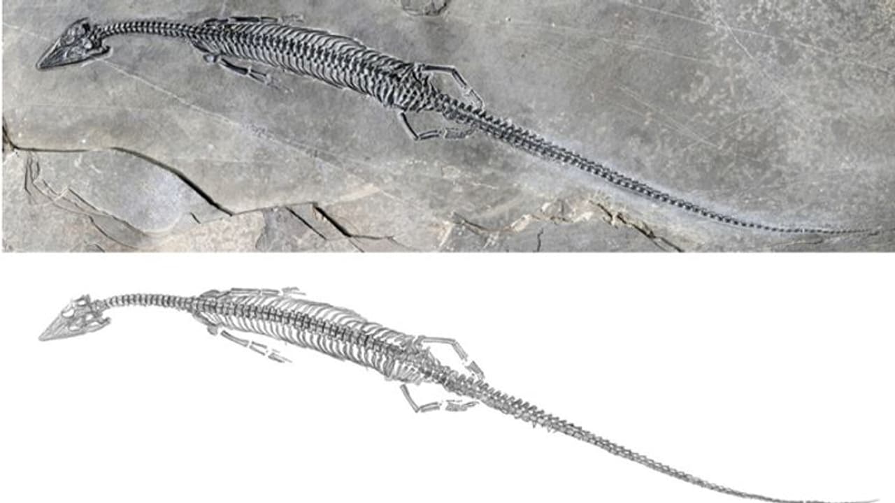24.4 करोड़ साल पहले पूंछ की बड़ी पूछपरख थी, चीन में मिला ऐसा सबसे पुराना जीवाश्म, पढ़िए दिलचस्प फैक्ट्स 24.4 करोड़ साल पहले पूंछ की बड़ी पूछपरख थी, चीन में मिला ऐसा सबसे पुराना जीवाश्म, पढ़िए दिलचस्प फैक्ट्स